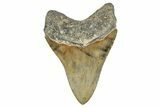 Serrated, Fossil Megalodon Tooth - North Carolina #245761-2